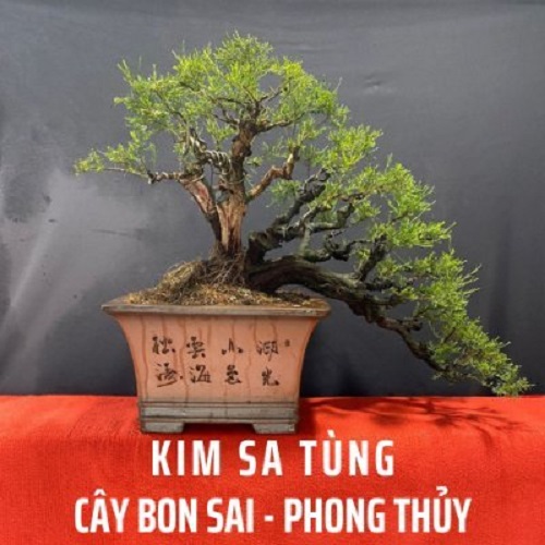 Kim Sa Tùng