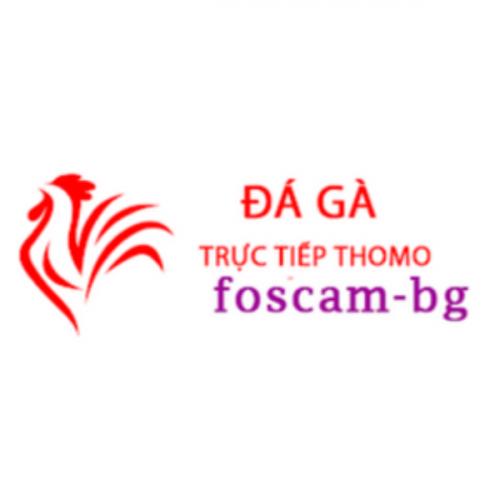Đá Gà Trực Tiếp Thomo Hôm Nay