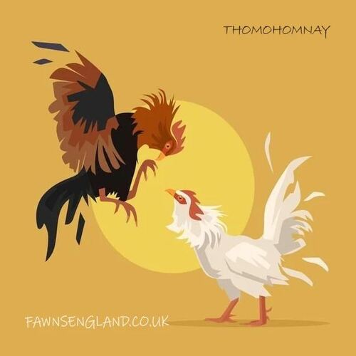 thomohomnay TRỰC TIẾP ĐÁ GÀ THOMO Full HD MỖI NGÀY
